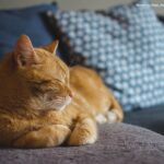 An orange cat sleeping on the sofa
