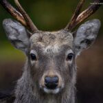 A Deer close up
