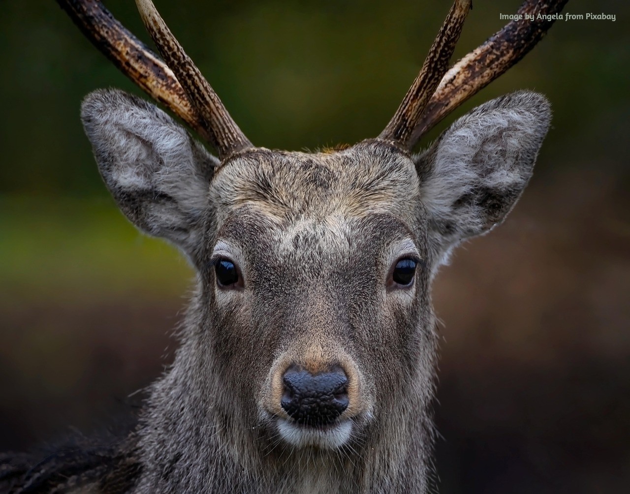 A Deer close up