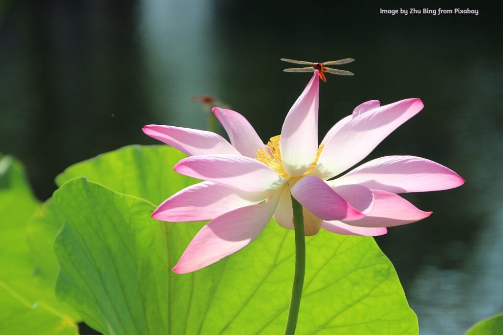 A lotus with a dragonfly.